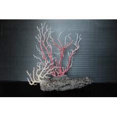 珊瑚原枝