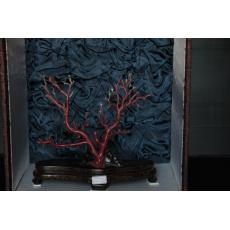 日本牛血紅珊瑚原枝